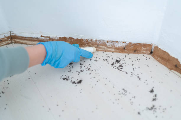 Insect Control in North Lindenhurst, NY